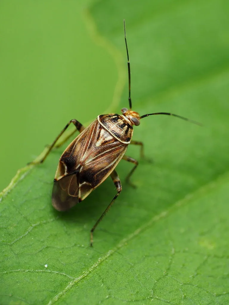 Tarnished Plant Bug - photo 2