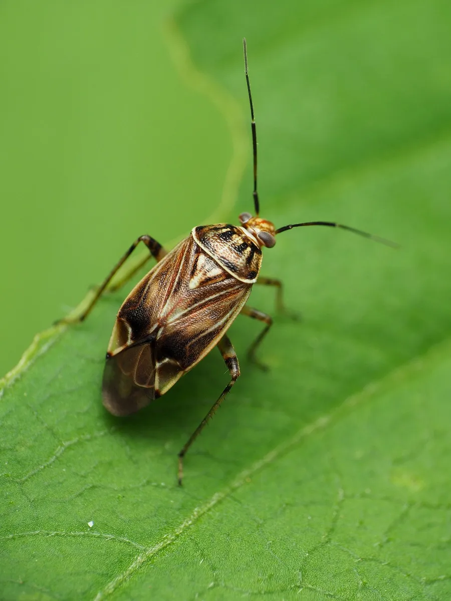 Tarnished Plant Bug - photo 3