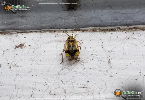 Tarnished Plant Bug - photo 4