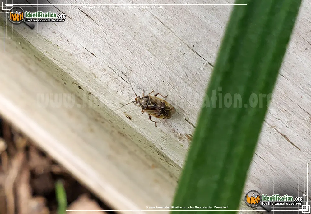 Tarnished Plant Bug - photo 5
