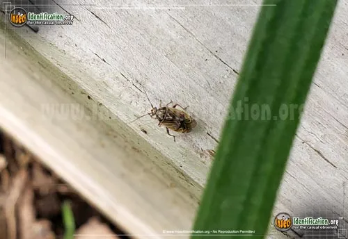 Tarnished Plant Bug - photo 6