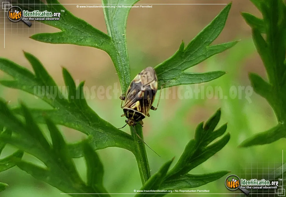 Tarnished Plant Bug - photo 7