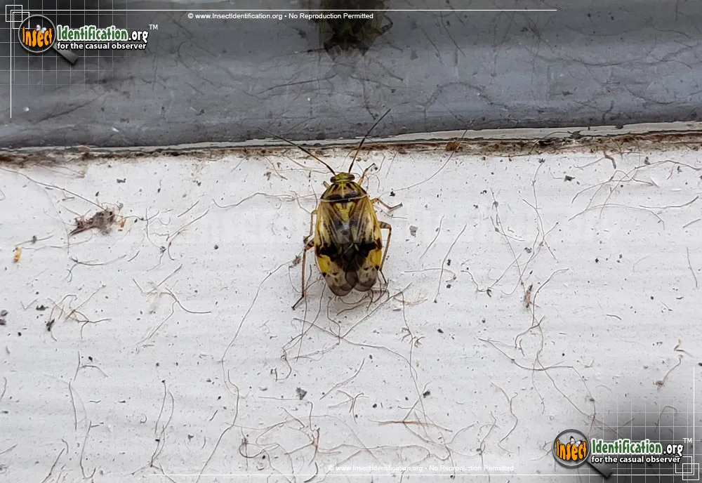 Tarnished Plant Bug - photo 8