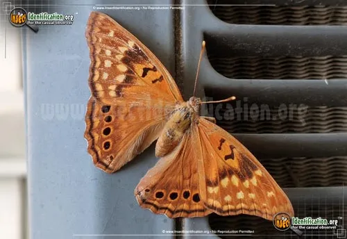 Tawny Emperor Butterfly - photo 2