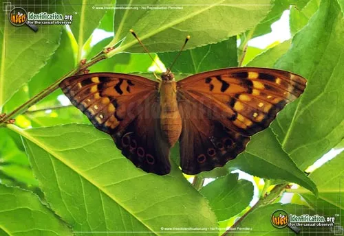 Tawny Emperor Butterfly - photo 4