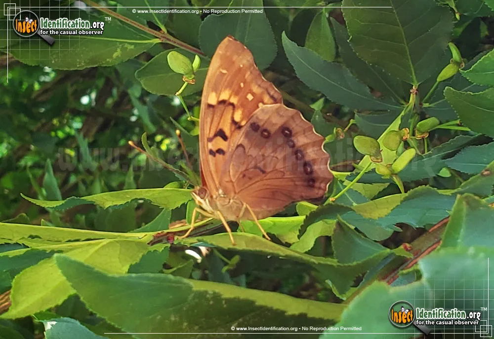Tawny Emperor Butterfly - photo 5
