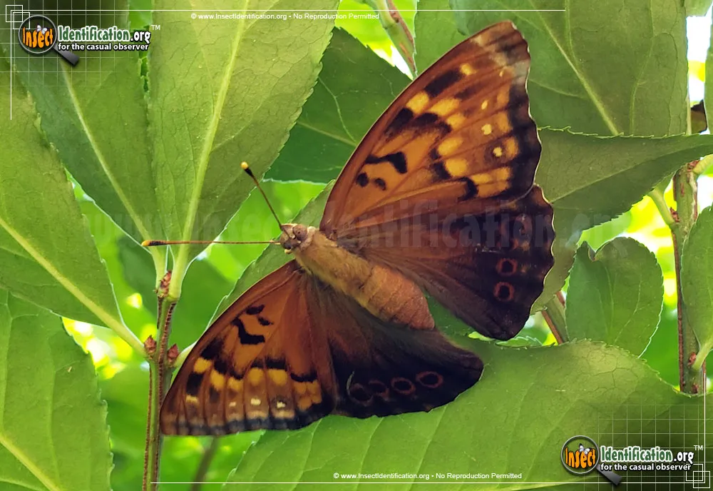 Tawny Emperor Butterfly - photo 7