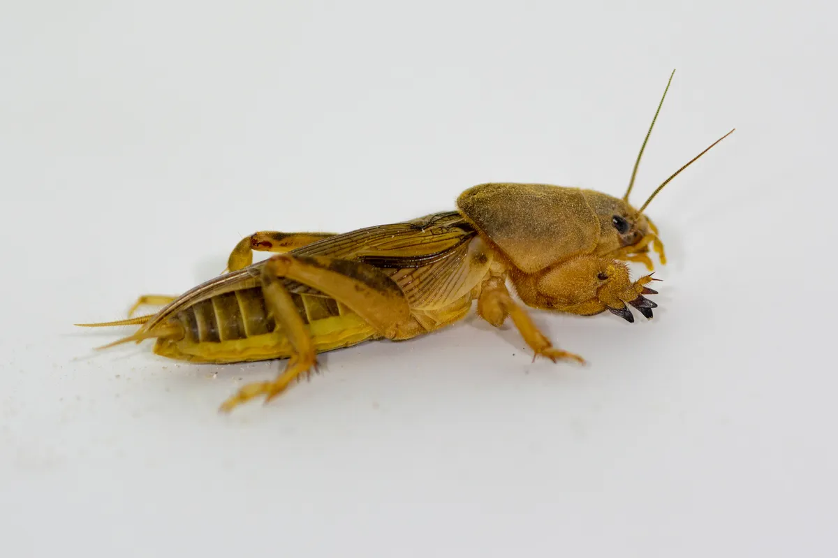 Tawny Mole Cricket - photo 3