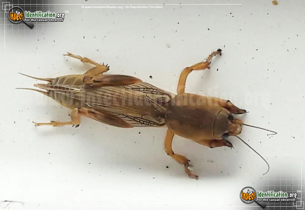 Tawny Mole Cricket - photo 4