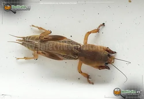 Tawny Mole Cricket - photo 5