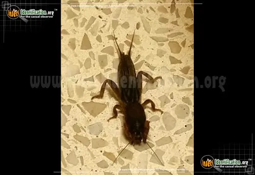 Tawny Mole Cricket - photo 6