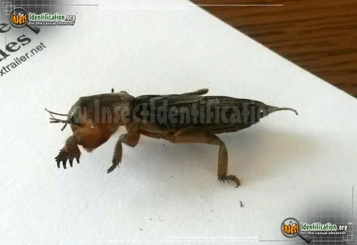 Tawny Mole Cricket - photo 7