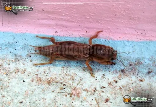Tawny Mole Cricket - photo 8