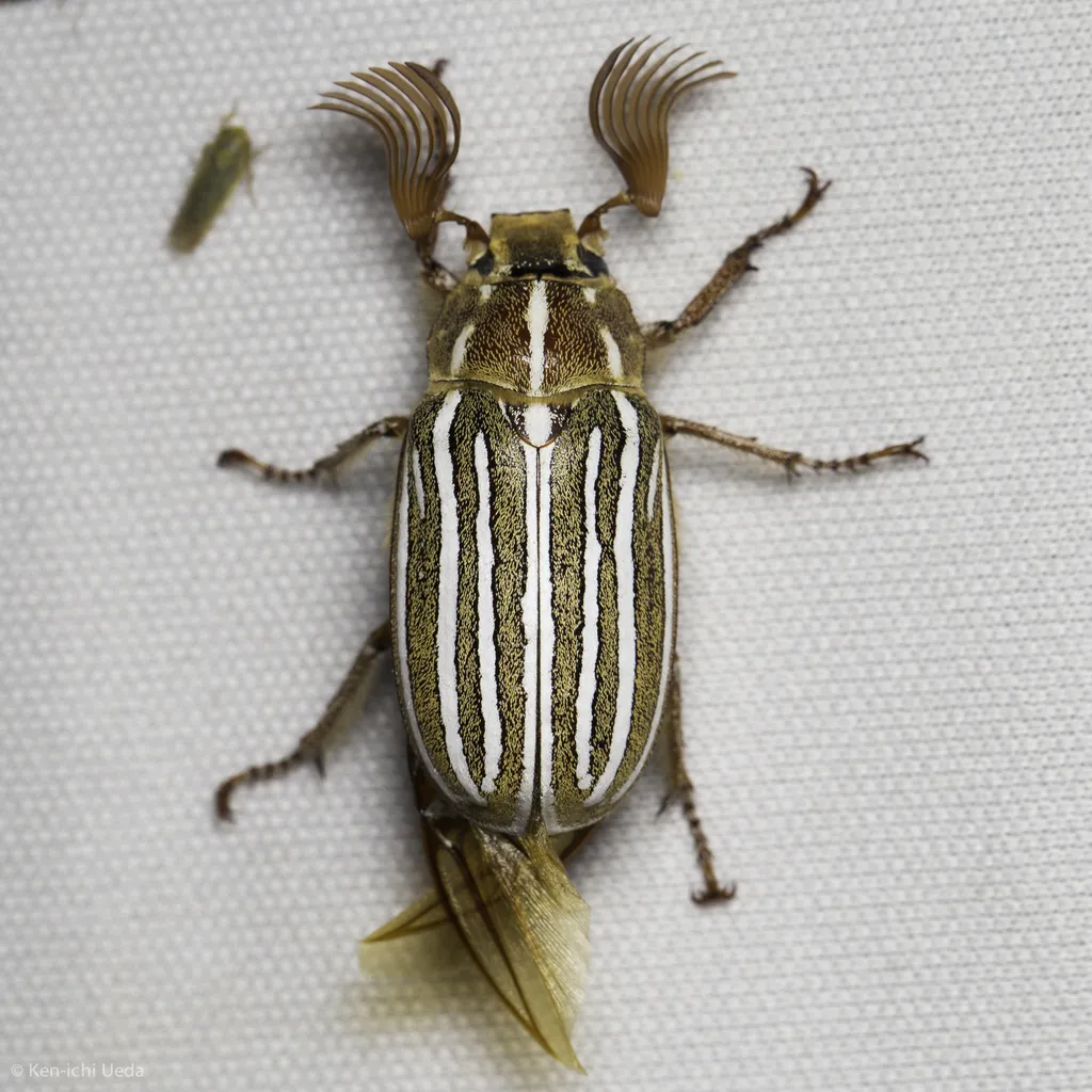 Ten-lined June Beetle - photo 2
