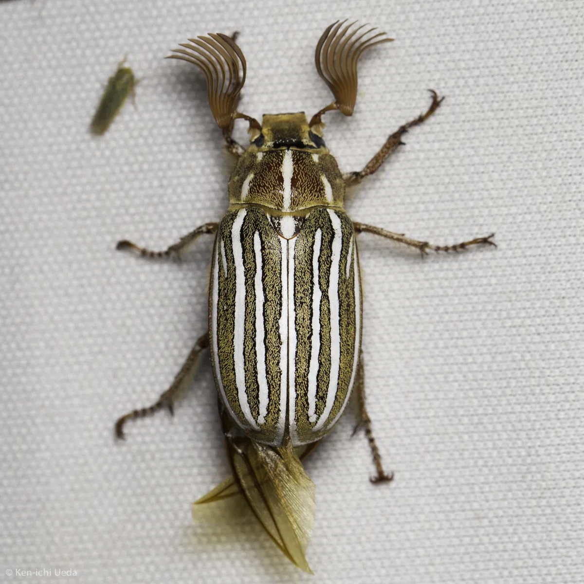 Ten-lined June Beetle - photo 3