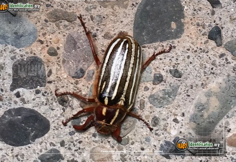 Ten-lined June Beetle - photo 4