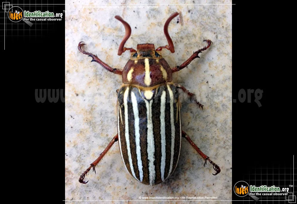 Ten-lined June Beetle - photo 5