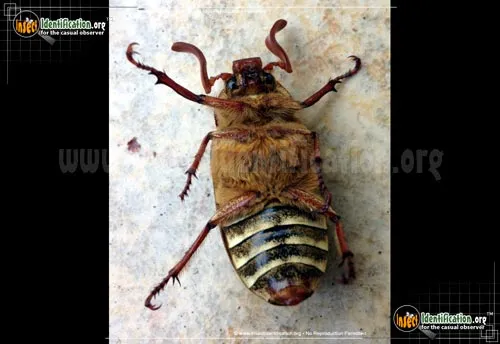 Ten-lined June Beetle - photo 6