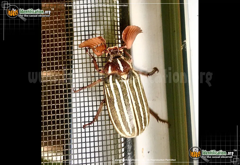 Ten-lined June Beetle - photo 7