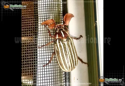 Ten-lined June Beetle - photo 8