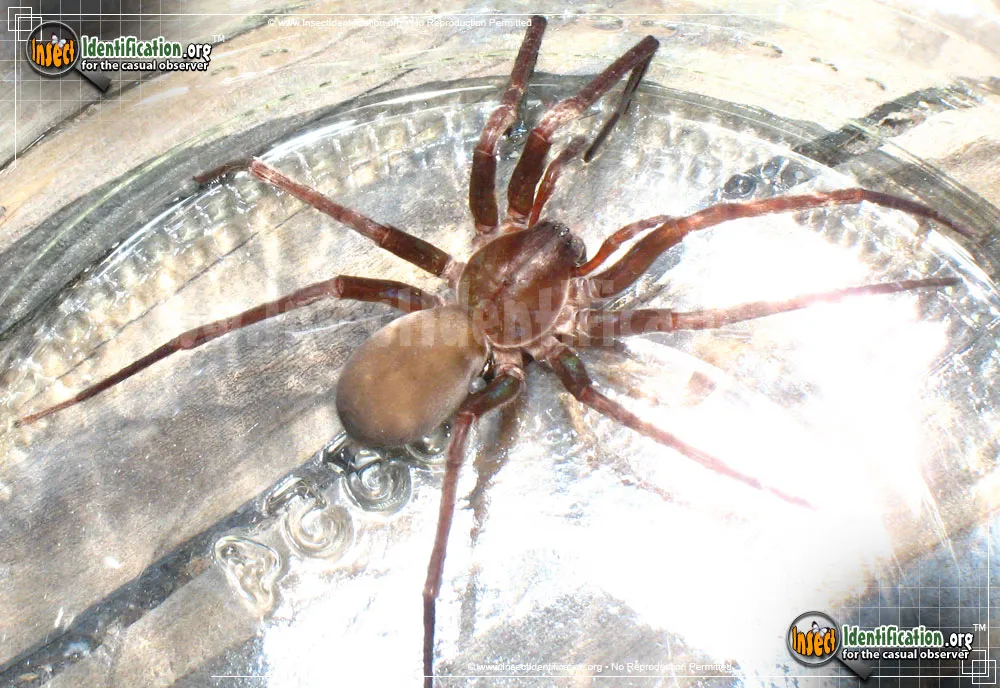 Tengellid Spider - Titiotus spp.