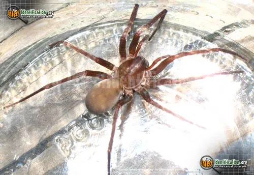 Tengellid Spider - photo 2