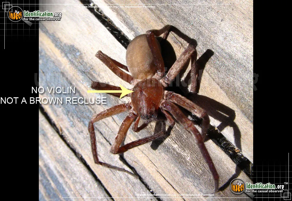Tengellid Spider - photo 3