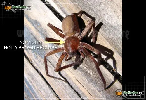 Tengellid Spider - photo 4