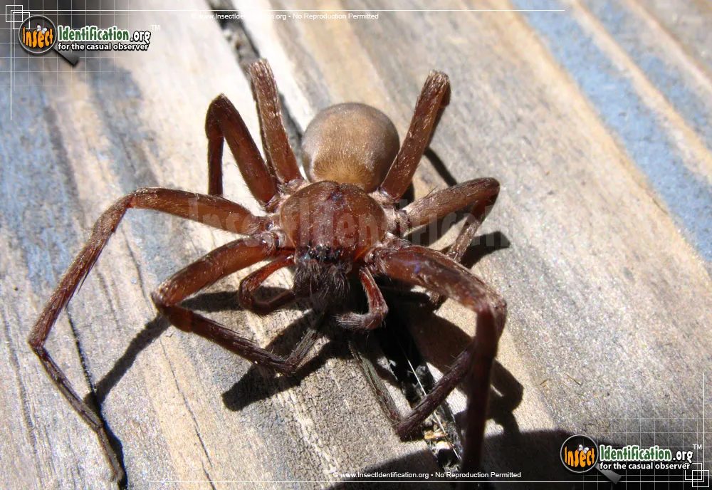Tengellid Spider - photo 5