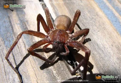 Tengellid Spider - photo 6