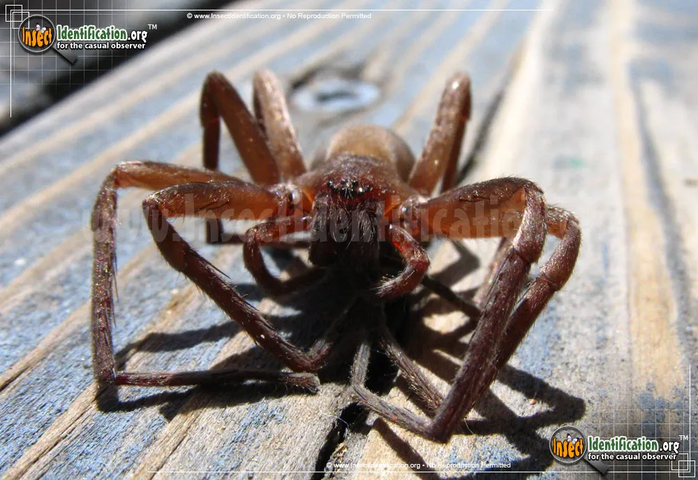 Tengellid Spider - photo 7