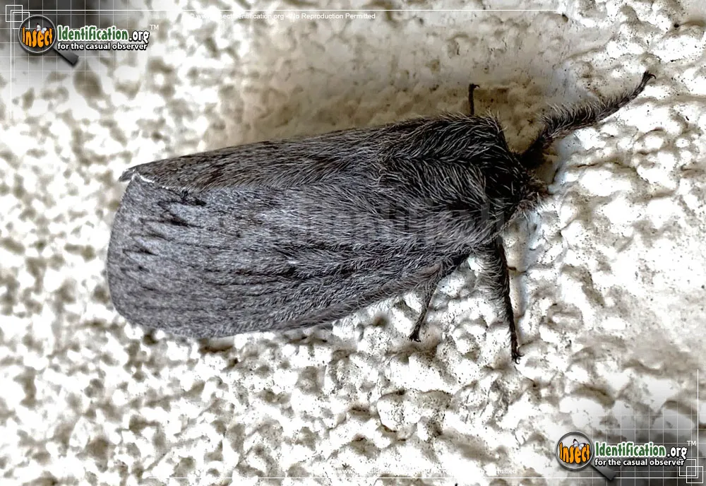 Tent Moth