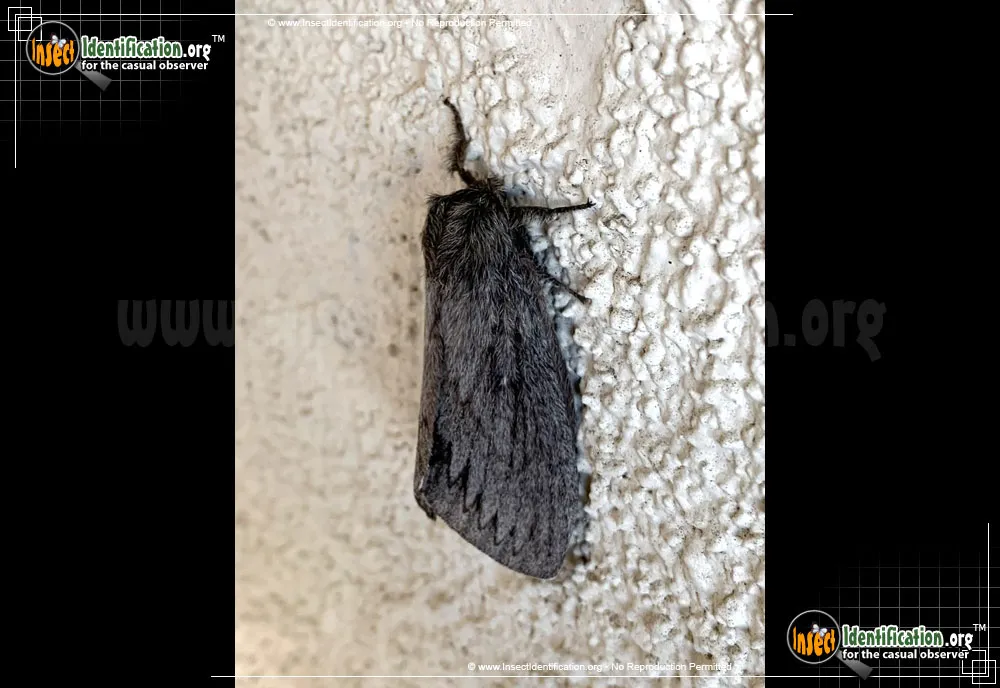 Tent Moth - photo 3