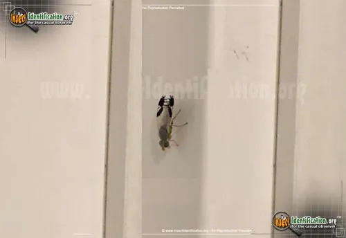 Tephritid Fruit Fly - Trupanea spp