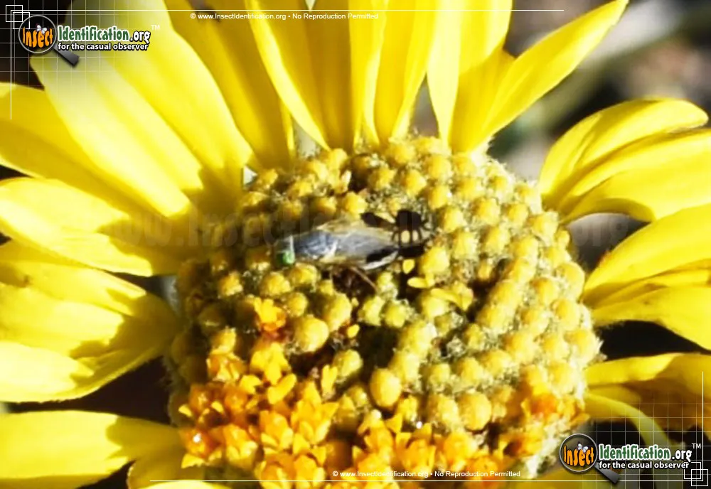 Tephritid Fruit Fly - photo 3