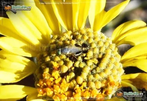 Tephritid Fruit Fly - photo 4