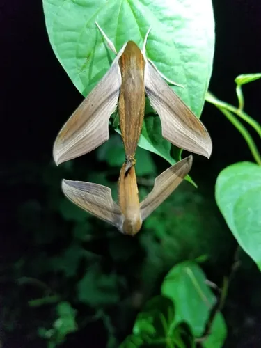 Tersa Sphinx Moth - photo 8