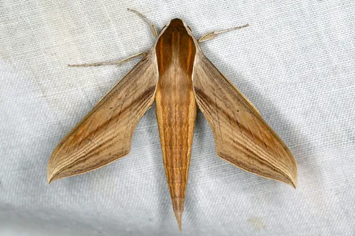 Tersa Sphinx Moth - photo 3
