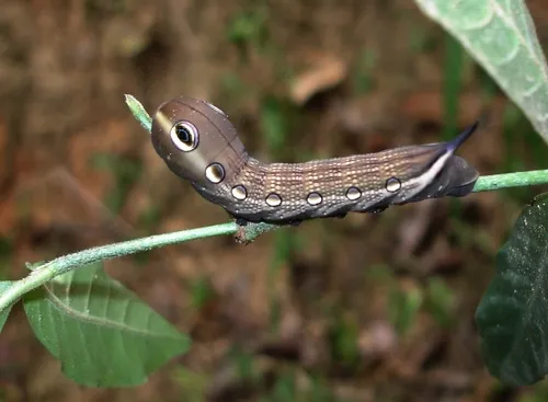 Tersa Sphinx Moth - photo 4