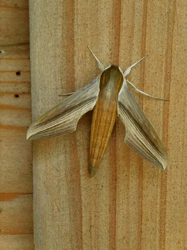 Tersa Sphinx Moth - photo 6