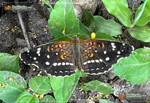 Texan Crescent Butterfly - photo 2