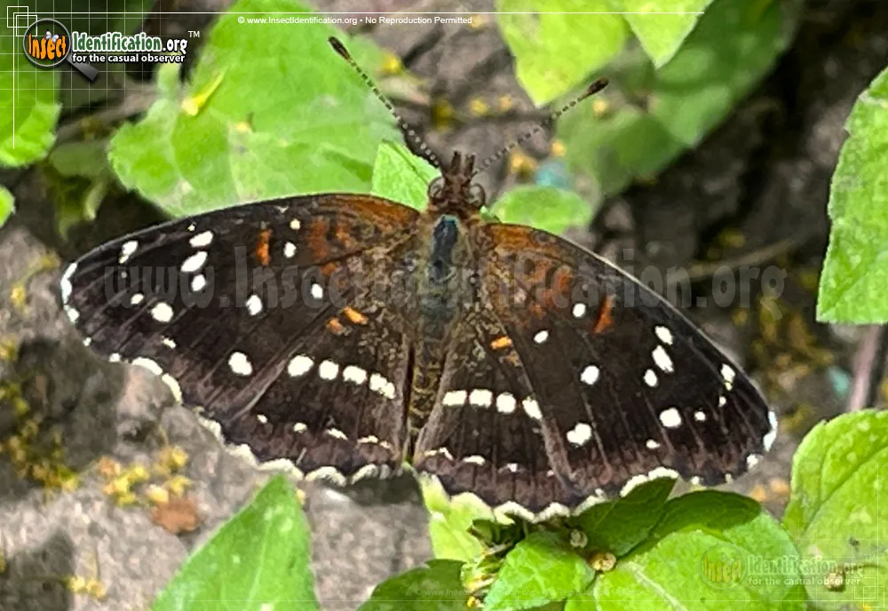 Texan Crescent Butterfly - photo 3