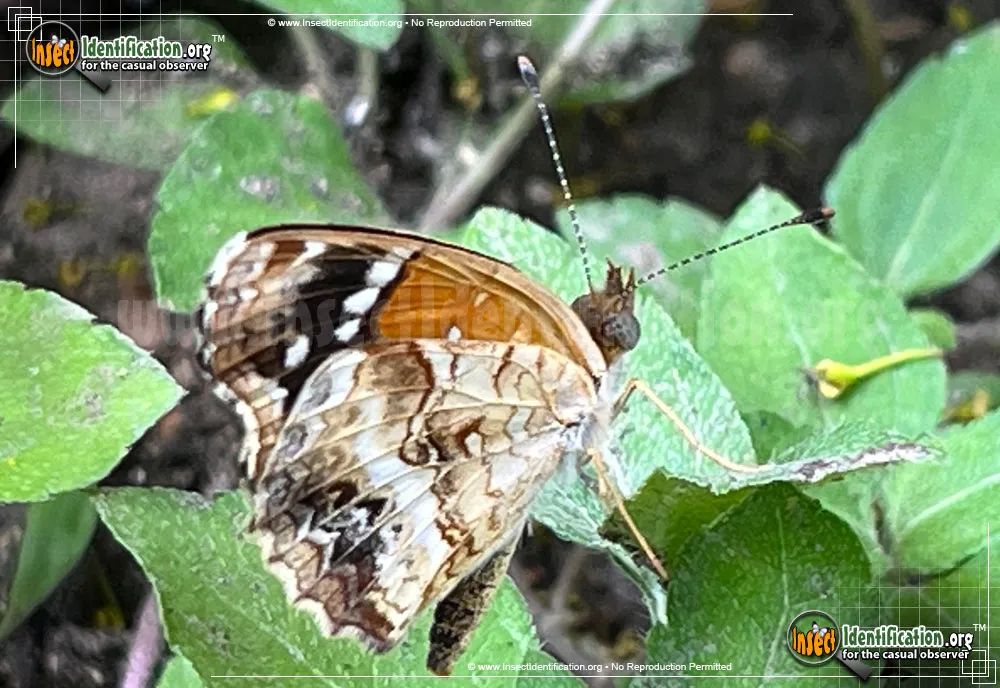 Texan Crescent Butterfly - photo 5