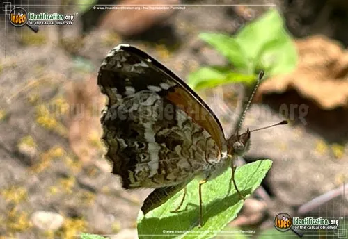 Texan Crescent Butterfly - photo 8