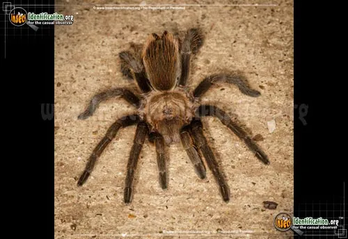 Texas Brown Tarantula - photo 2