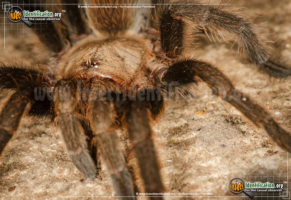 Texas Brown Tarantula - photo 3