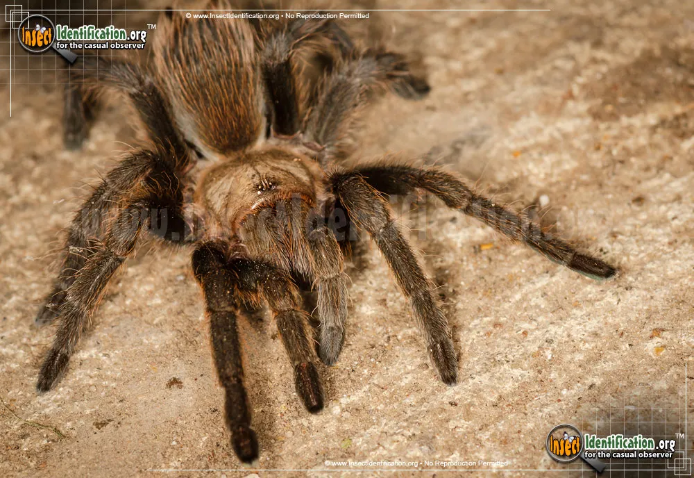 Texas Brown Tarantula - photo 5