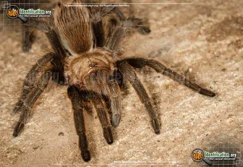 Texas Brown Tarantula - photo 6