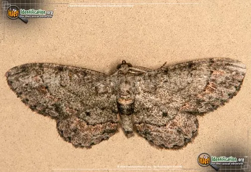 Texas Gray - photo 2
