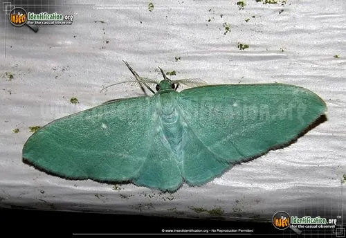 The Badwing - photo 2